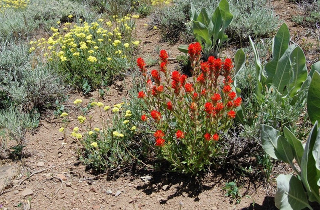 Great Basin Flora