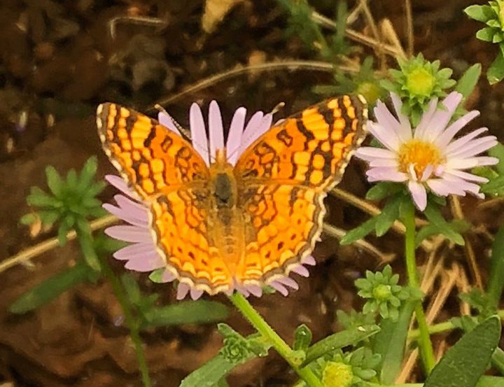 Great Basin Butterfly 2020